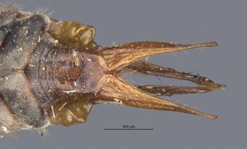 Media type: image;   Entomology 10272 Aspect: genitalia
